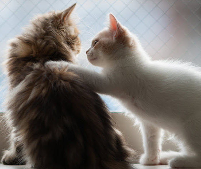 One cat puts its paw on another cat in a touching picture representing a gesture of love.