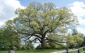 marriage counseling Travilah VA